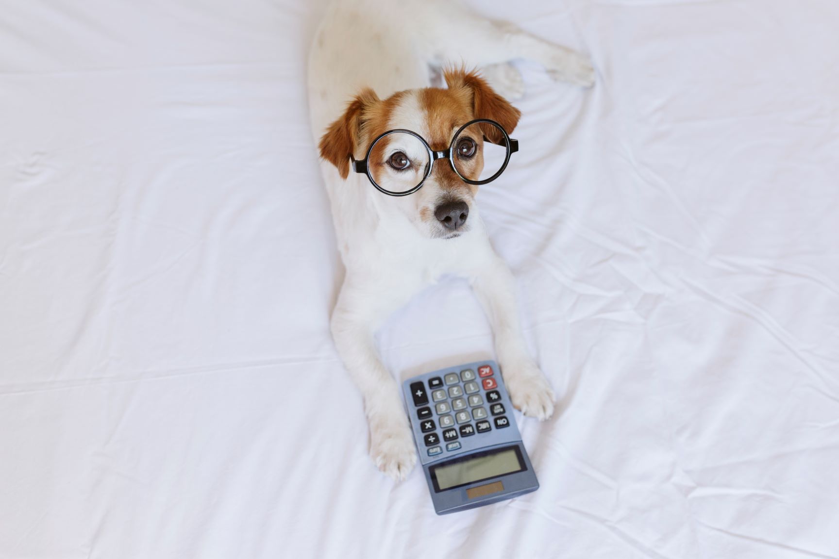 dog_acct A cute dog with a calculator and glasses on